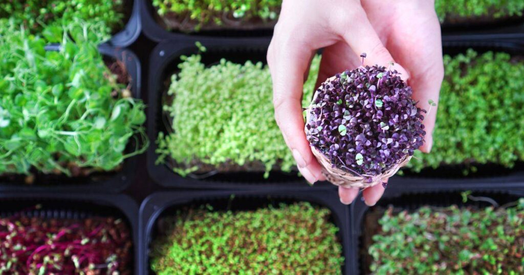 Do I Need a License to Sell Microgreens