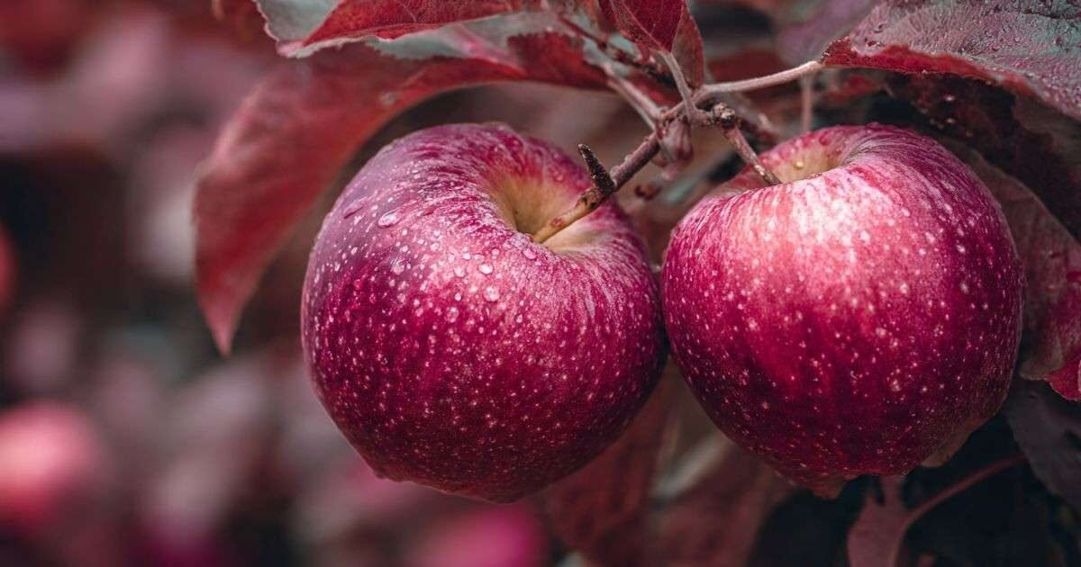 75+ Apple Trivia & Facts Questions for Fruit Lovers 1 75+ Apple Trivia & Facts Questions for Fruit Lovers