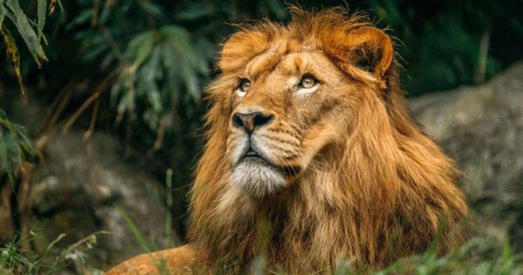 best lion riddles for world lion day
