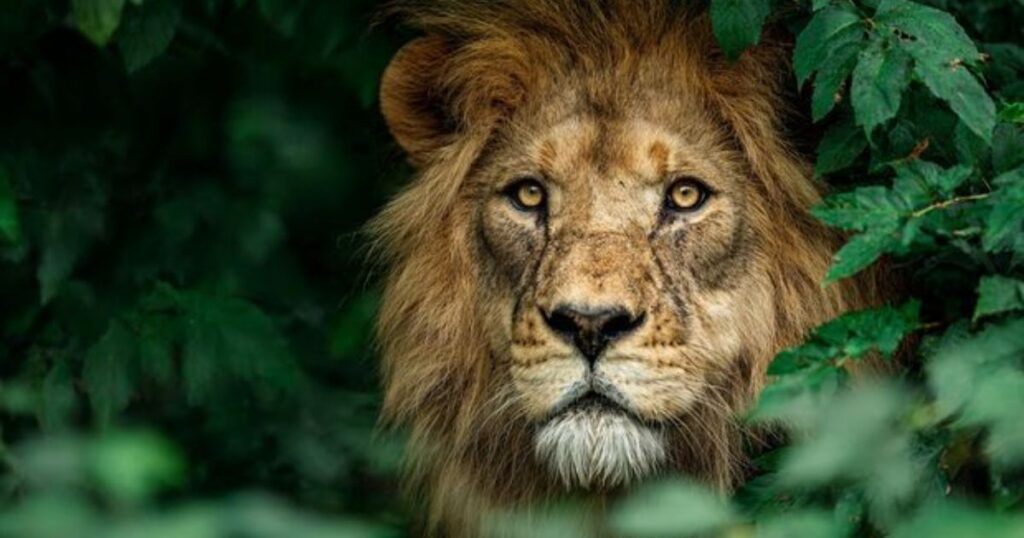 today riddles about world lion day