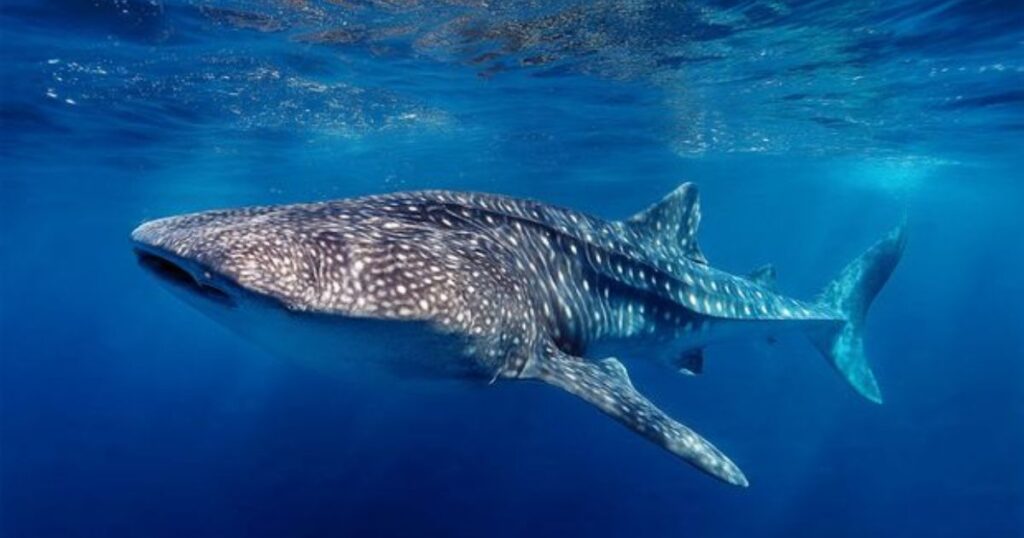 today whale shark day