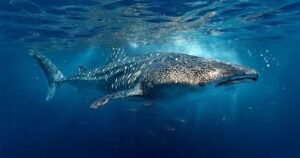 Whale Shark Day: 50+ Dazzling Riddles to Celebrate🦈 🌊🦈