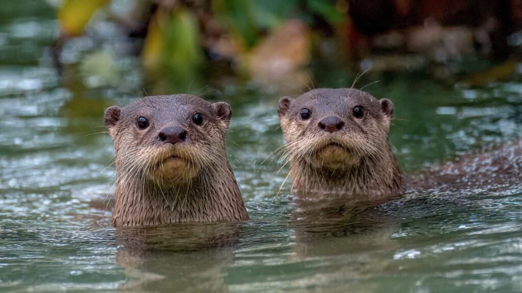 where-might-you-find-otters-in-singapore