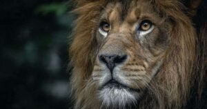 World Lion Day: 5 Fun Riddles to Roar About