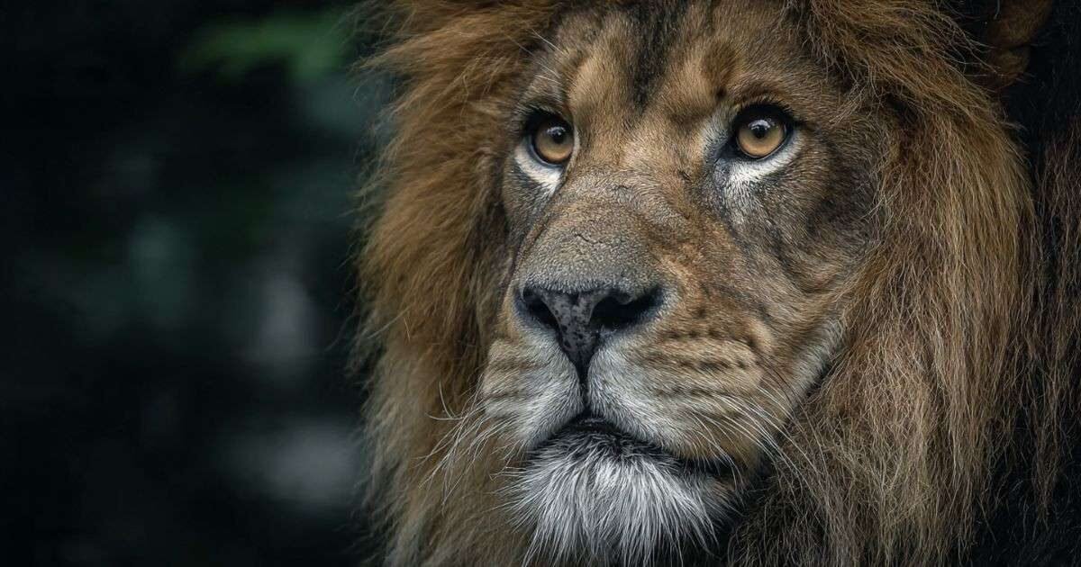 World Lion Day: 5 Fun Riddles to Roar About