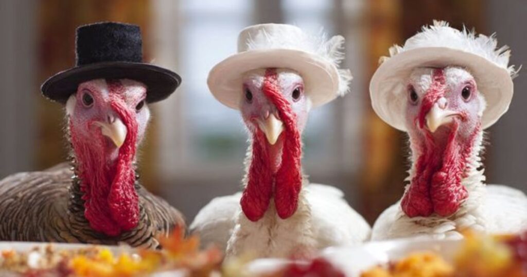 turkey jokes and riddles for thanksgiving fun