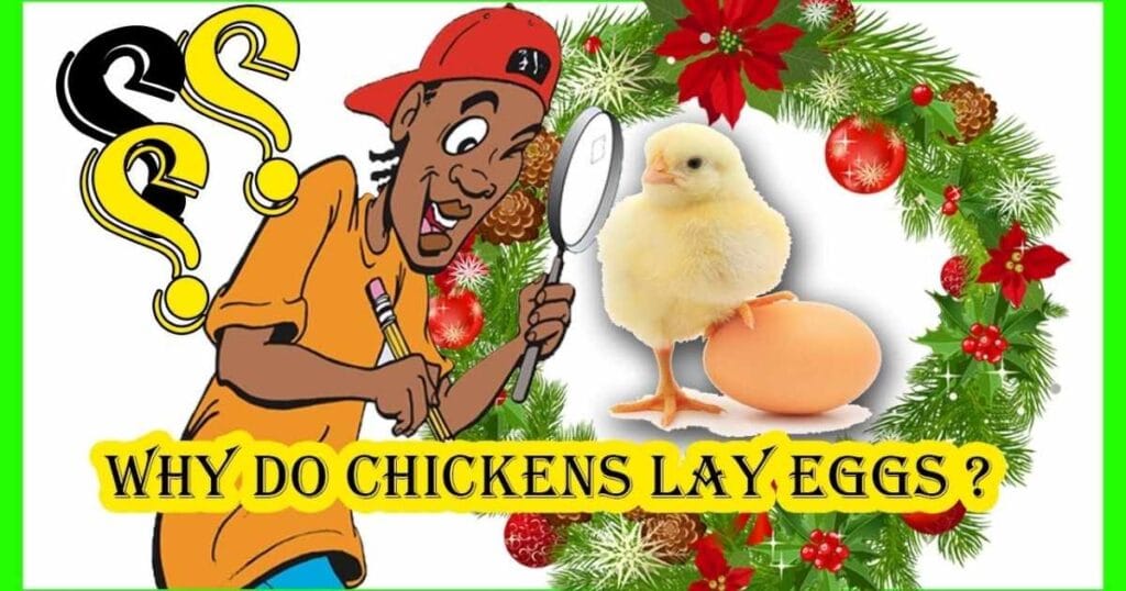 17+ Chicken Riddles – Fun & Easy Cluck-Brain Puzzles 2026