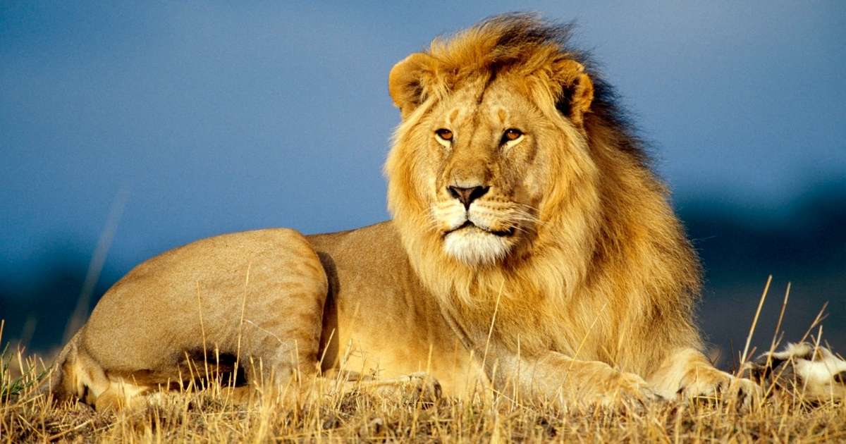 Lion Riddles 🦁 12+ Lion Riddles For Kids That Are Fun, Silly And Brain-Boosting