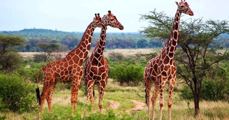 Three giraffes in a grassy landscape.
