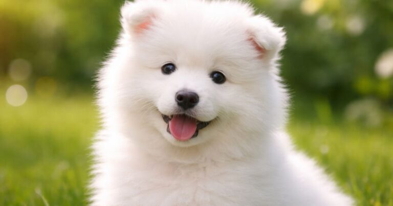 10+ Puppy Riddles for Kids That Are Cute, Silly and Fun to Solve 12 10+ Puppy Riddles for Kids That Are Cute, Silly and Fun to Solve