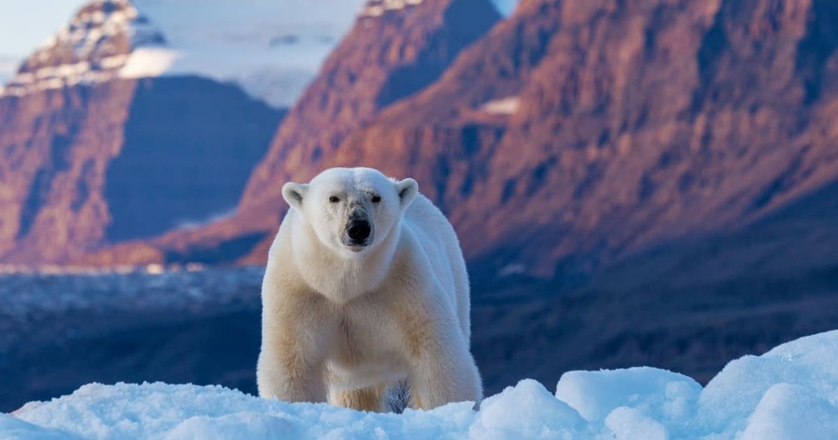 15 Polar Bear Riddles for Kids That Are Cool, Clever and Fun to Solve