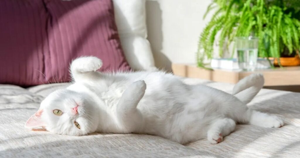 20 Clever Cat Riddles With Answers for Kids, Families and Puzzle Lovers 5 easy cat riddles