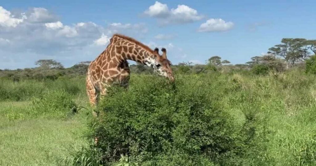 easy giraffe riddles