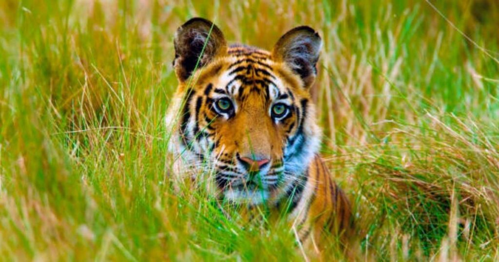🐯 15 Tiger Riddles for Kids That Are Fun, Clever and Wild 2 easy tiger riddles
