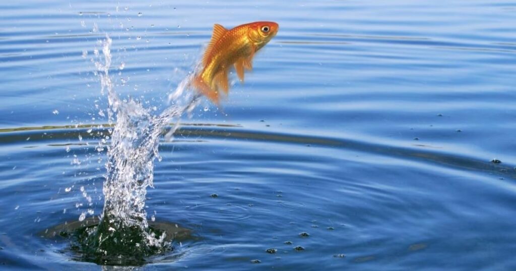 10+ Fun Ocean animal riddles for Kids That Make a Splash 5 fish riddles 1