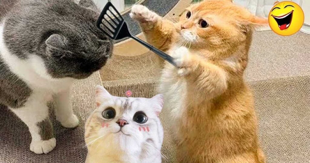 20 Clever Cat Riddles With Answers for Kids, Families and Puzzle Lovers 3 funny cat riddles