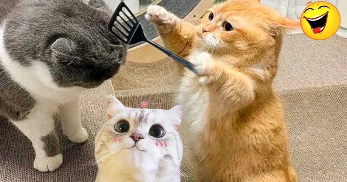 Tricky Ccat Riddles 20 Clever Cat Riddles With Answers For Kids, Families And Puzzle Lovers