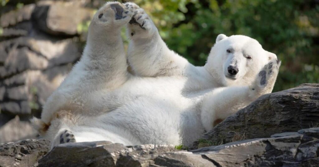 15 Polar Bear Riddles for Kids That Are Cool, Clever and Fun to Solve 3 funny polar bear riddles