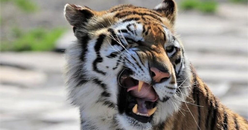 🐯 15 Tiger Riddles for Kids That Are Fun, Clever and Wild 3 funny tiger riddles