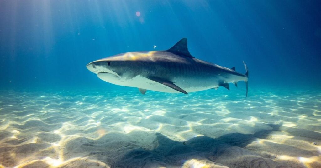 10+ Fun Ocean animal riddles for Kids That Make a Splash 2 shark riddles