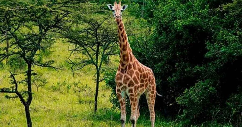 silly giraffe riddles