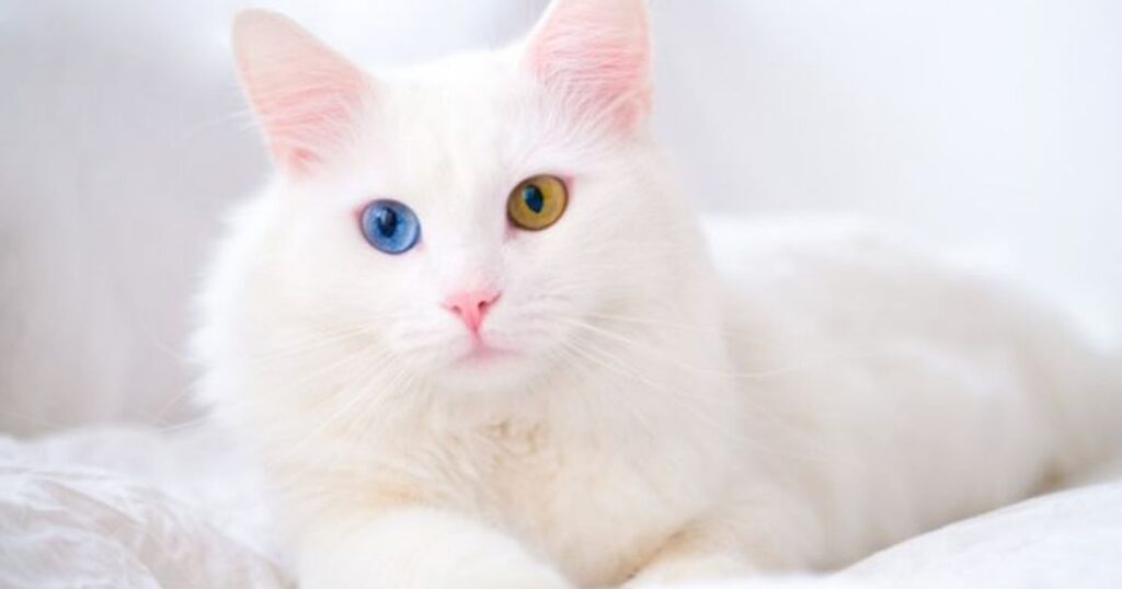 20 Clever Cat Riddles With Answers for Kids, Families and Puzzle Lovers 4 what am i cat riddles