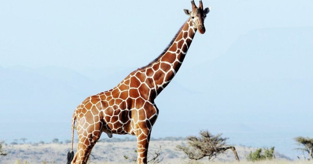 what are giraffe riddles