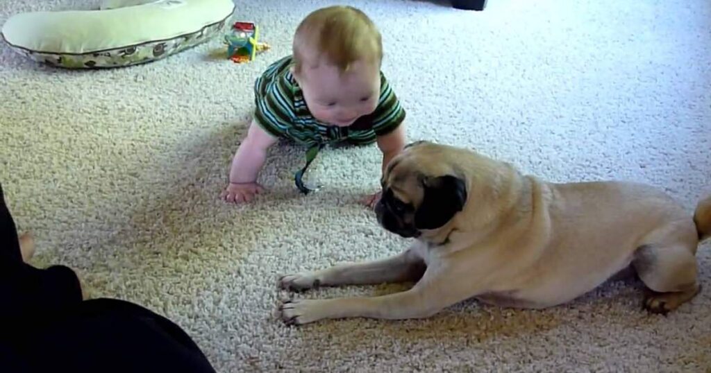 what are pug riddles for kids