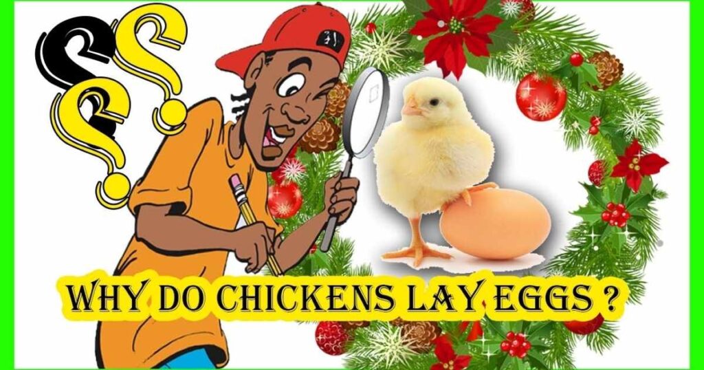 17+ Chicken Riddles – Fun & Easy Cluck-Brain Puzzles 2026 4 🐔 chicken and egg riddles