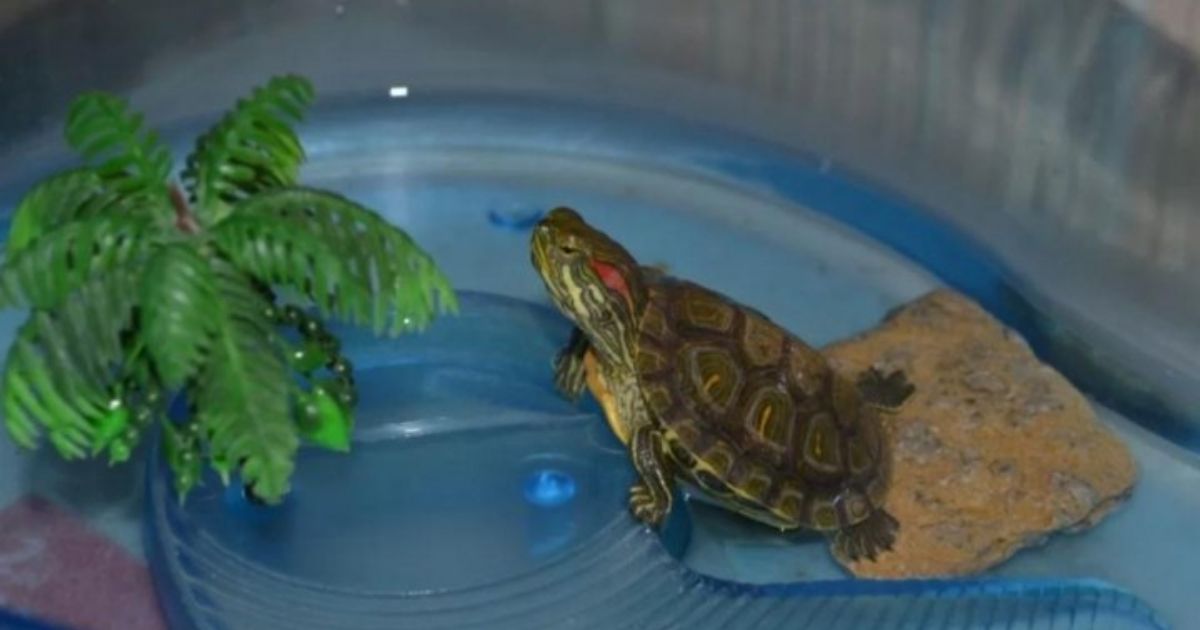 11+ Best Riddles About Turtles That Are Slow but Super Fun