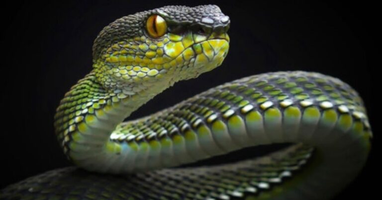 15 Best Snake Riddles for Kids That Are Fun and Tricky 🐍 11 15 Best Snake Riddles for Kids That Are Fun and Tricky 🐍