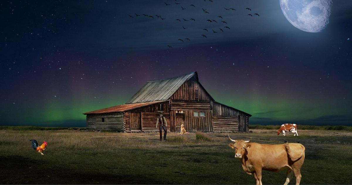 15 Silly Cow Ate Chicken Riddle Ideas Kids Will Love