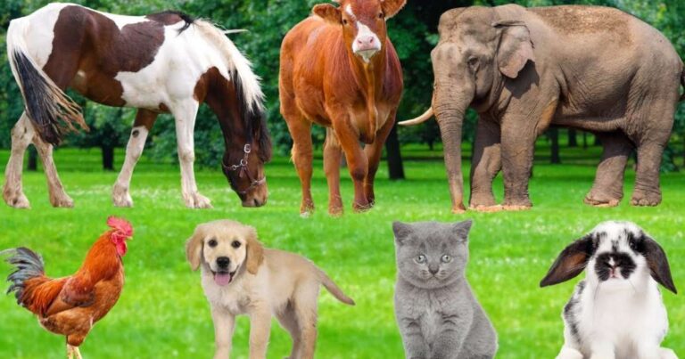 5+ Animal Riddles with Answers for Kids That Are Fun and Brain-Boosting 9 5+ Animal Riddles with Answers for Kids That Are Fun and Brain-Boosting