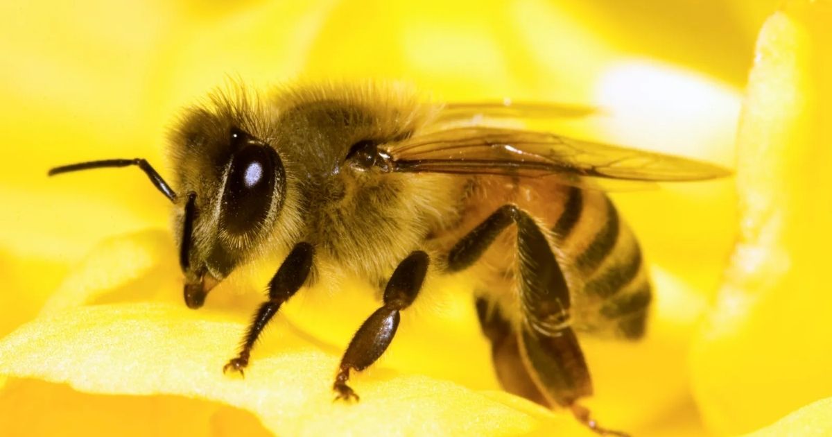7 buzzing bee riddles for kids that are sweet and fun to solve