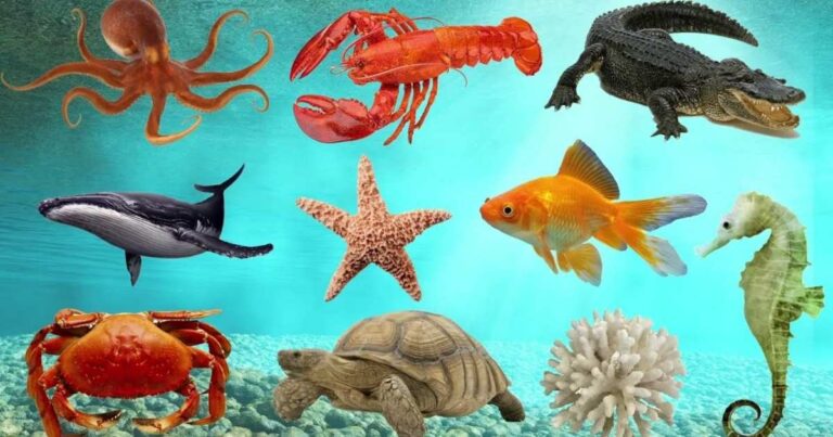 7+ Fun Sea Animal Riddles for Kids to Explore the Ocean 🌊