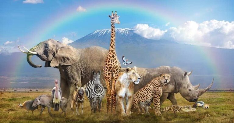 8+ Easy Animal Riddles That Kids Will Love Solving