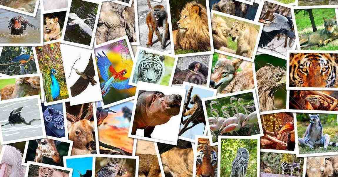 8+ Fun Animal Riddles with Pictures for Kids (Easy, Funny & Challenging)