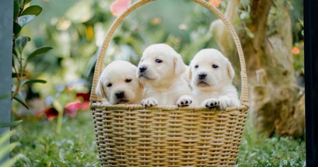 25+ Magical & Mind-Bending Fantasy Creature Riddles Kids Will Love 7 a dog has 3 puppies riddle