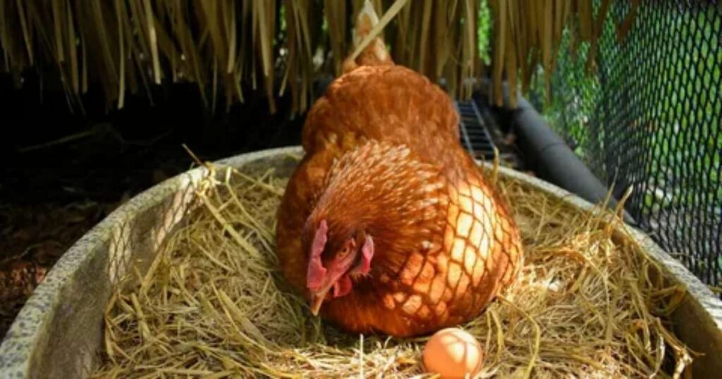 25+ Magical & Mind-Bending Fantasy Creature Riddles Kids Will Love 6 a rooster lays an egg riddle