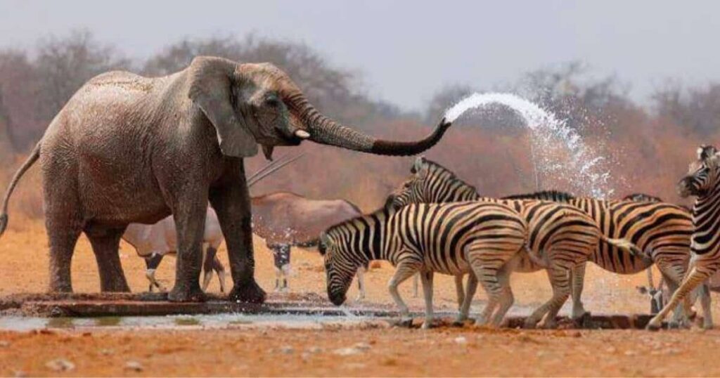 36+ Animal Riddles for Kids and Families That Are Fun, Easy and Tricky to Solve 13 animal riddles for classroom