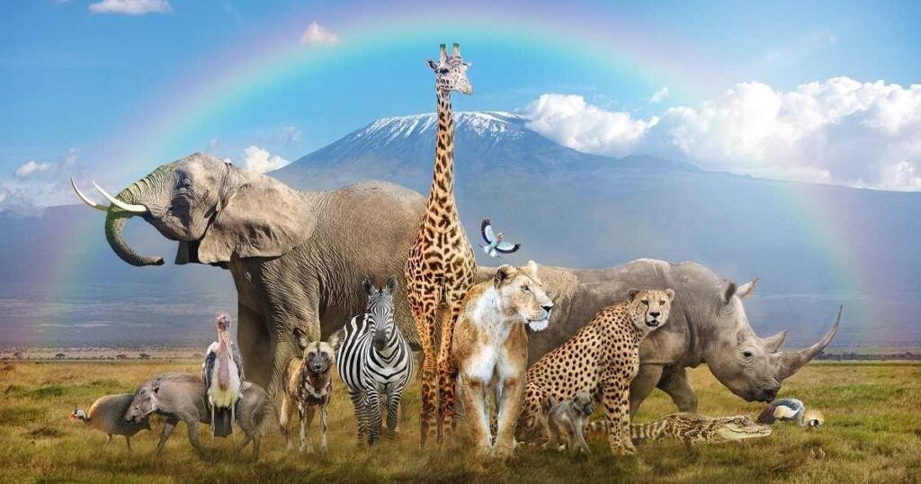 36+ Animal Riddles for Kids and Families That Are Fun, Easy and Tricky to Solve 12 animal riddles with pictures