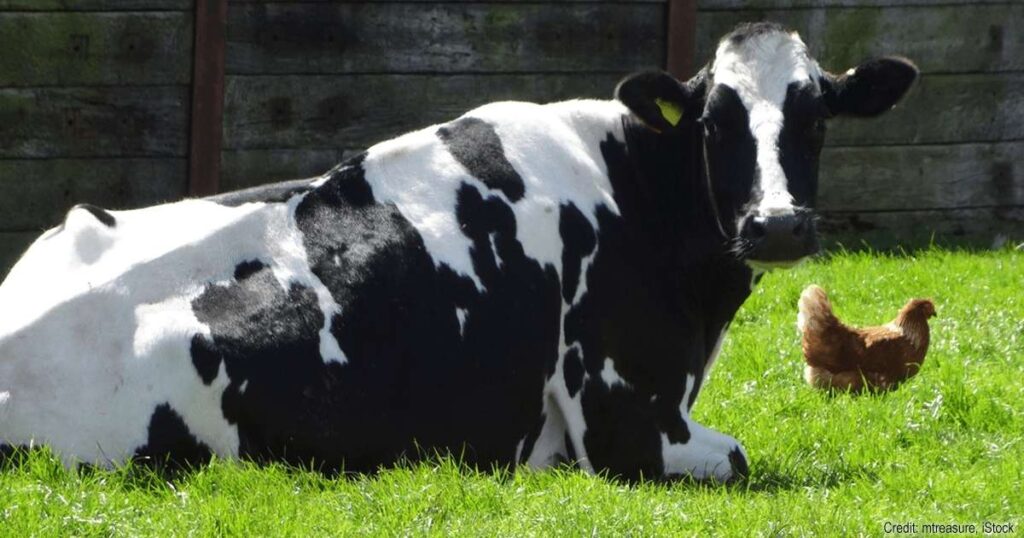 25+ Magical & Mind-Bending Fantasy Creature Riddles Kids Will Love 10 cow ate chicken riddle