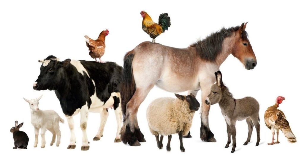 easy animal riddles 3