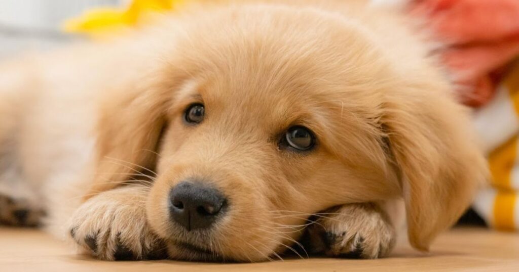 15 Clever Ways to Solve the a dog has 3 puppies riddle (With Fun Twists) 2 easy dog riddles