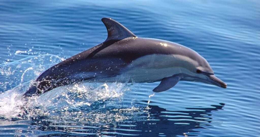 easy dolphin riddles