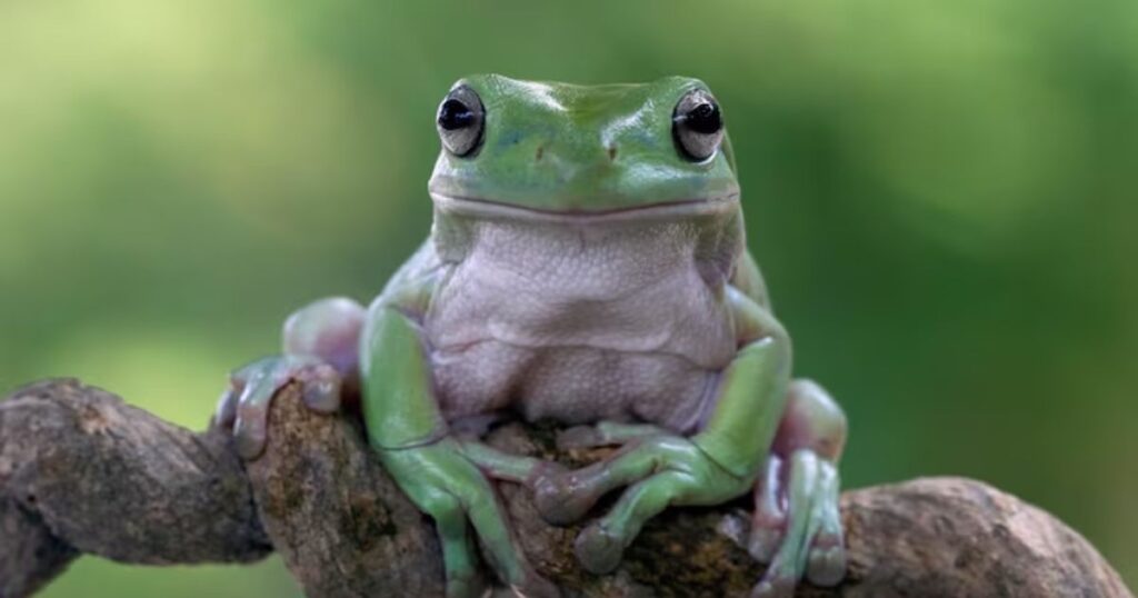 15 Best Frog Riddles for Kids That Will Make You Jump with Joy 2 easy frog riddles