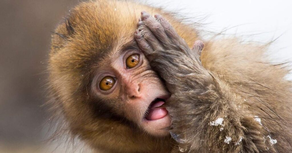 easy funny animal riddles