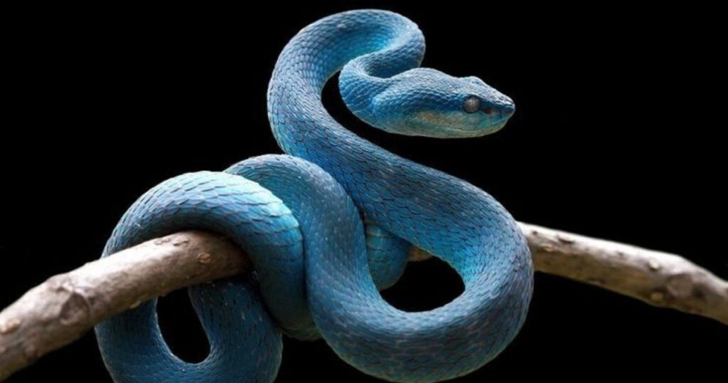 15 Best Snake Riddles for Kids That Are Fun and Tricky 🐍 2 easy snake riddles