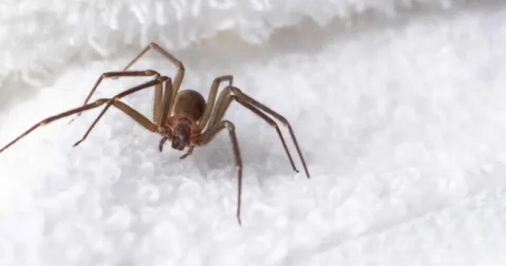 15 Fun Spider Riddles for Kids That Are Spooky and Smart 🕷️ 2 easy spider riddles