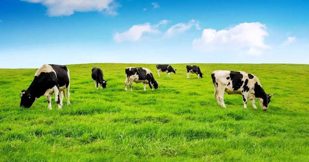 15 Animal Scavenger Hunt Riddles Kids Will Love Solving 3 farm animal riddles 2